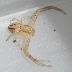 Mecaphesa carletonica