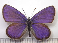 Plebejus argyrognomon