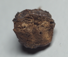 Andricus quercuspetiolicola