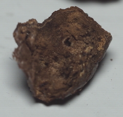 Andricus quercuspetiolicola