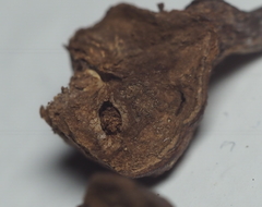 Andricus quercuspetiolicola