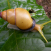 Common Land Snails and Slugs - Photo (c) John Slapcinsky, some rights reserved (CC BY-NC)