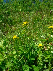 Solidago cuprea