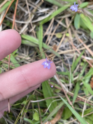 Lobelia feayana image