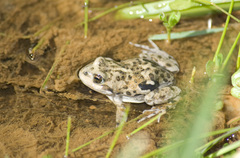 Pleurodema bufoninum