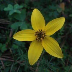 Bidens serrulata