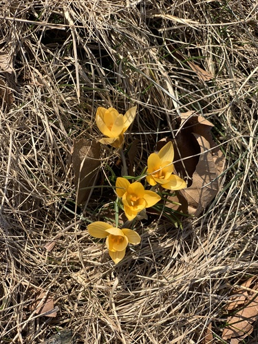 Crocus doré 3