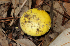 Amanita flavella