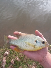 Lepomis microlophus