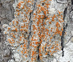 Brigantiaea leucoxantha