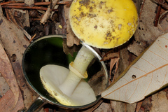 Amanita flavella