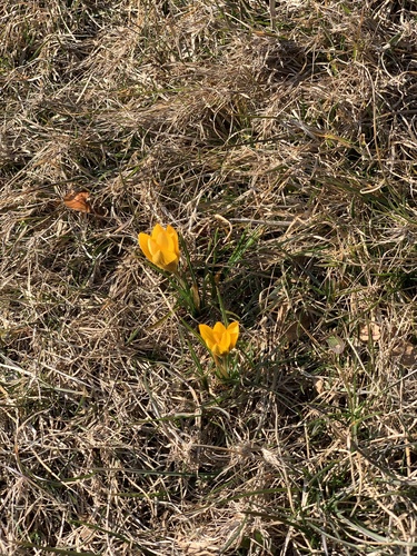 Crocus doré 4