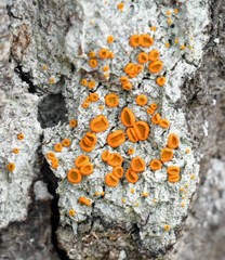 Brigantiaea leucoxantha