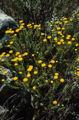 Chrysocoma coma-aurea