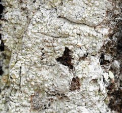 Pertusaria ostiolata