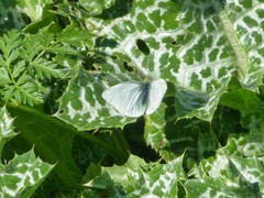 Pieris rapae