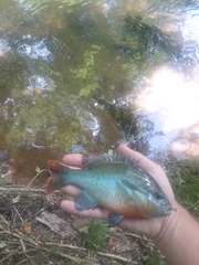 Lepomis auritus