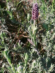 Lavandula stoechas