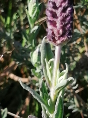 Lavandula stoechas