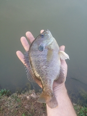 Lepomis macrochirus