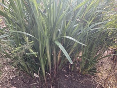 Dianella longifolia longifolia