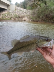 Micropterus henshalli