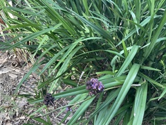 Dianella longifolia longifolia
