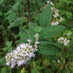 Cunila lythrifolia