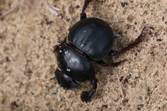 Pachysoma hippocrates