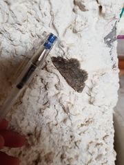 Dicrognophos sartata