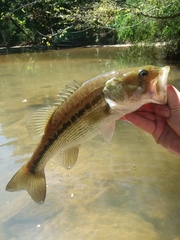Micropterus henshalli