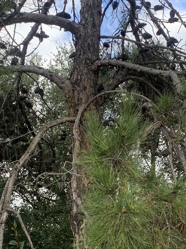 iNaturalist observation photo of pines
