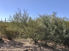 Sarcomphalus obtusifolius canescens