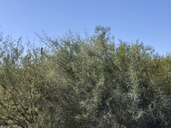 Sarcomphalus obtusifolius canescens