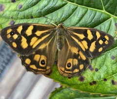 Heteronympha paradelpha