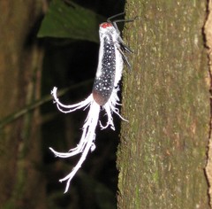 Lystra lanata