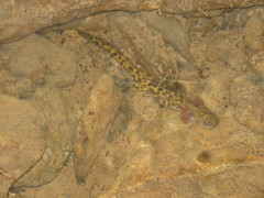 Paradactylodon persicus