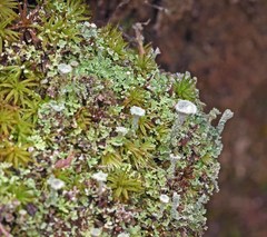 Cladonia grayi