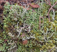 Cladonia subradiata