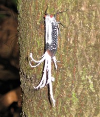 Lystra lanata