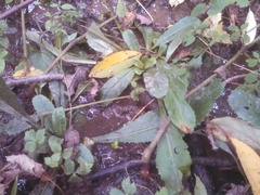 Micranthes micranthidifolia