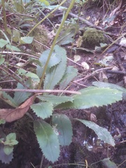 Micranthes micranthidifolia