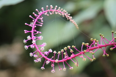 Rivinoides Pokeweed (Phytolacca rivinoides)