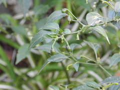 Capsicum annuum glabriusculum