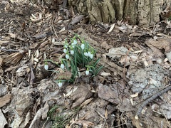 Galanthus nivalis