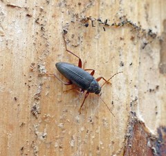 Lobopoda erythrocnemis