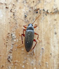 Lobopoda erythrocnemis