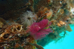 Schizobranchia insignis