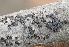 Annulohypoxylon annulatum