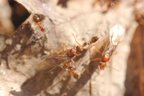American Winter Ant, Wheaton, Wheaton-Glenmont, MD, USA, photo 10 of 10